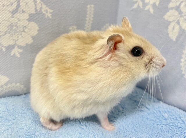 ドワーフハムスターの1種