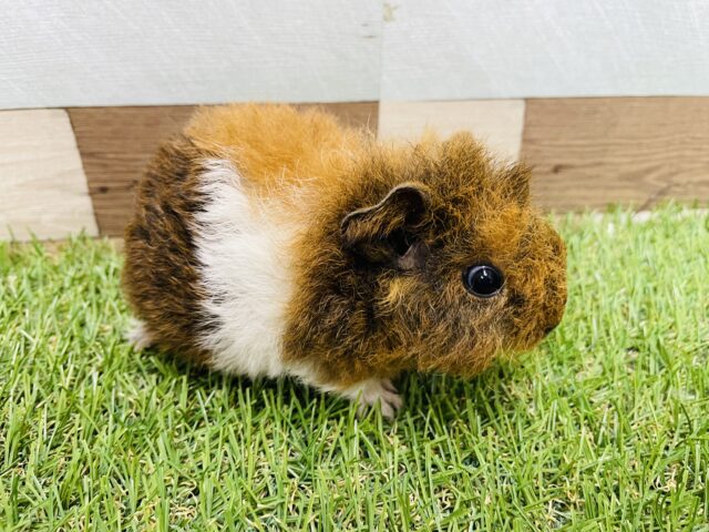 テッセルモルモット