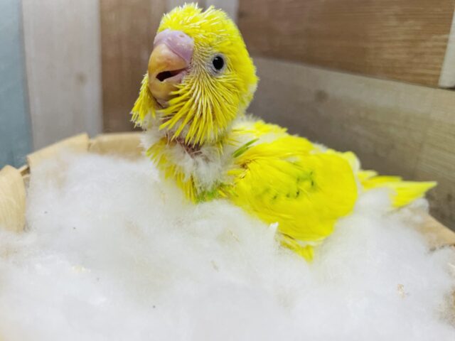 セキセイインコ