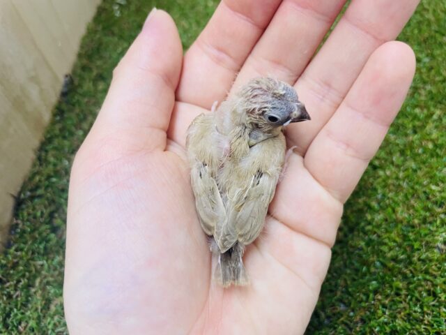 錦花鳥（キンカチョウ）