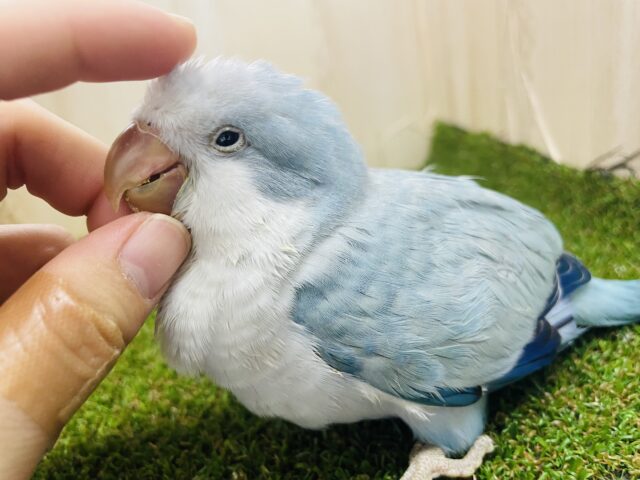 オキナインコ