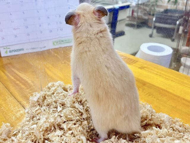 ゴールデンハムスター