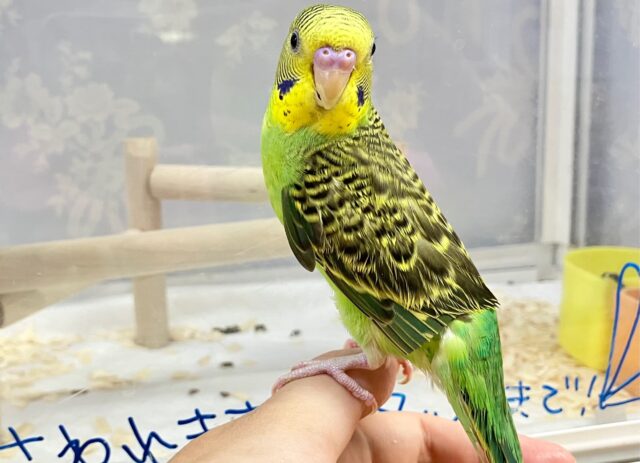 セキセイインコ