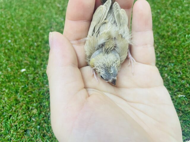 錦花鳥（キンカチョウ）