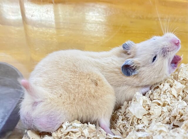 ゴールデンハムスター
