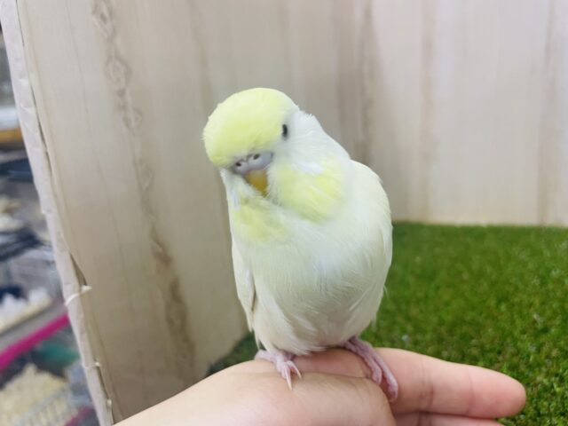 ジャンボセキセイインコ