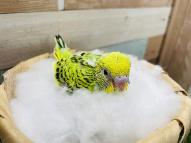 セキセイインコ