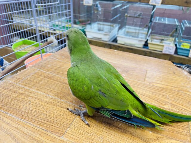最新画像あります☆ヒナ餌卒業‼️上目遣いが可愛らしい!!オキナインコのグリーン! オキナインコ