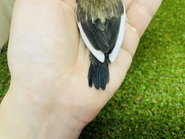 十姉妹（ジュウシマツ）