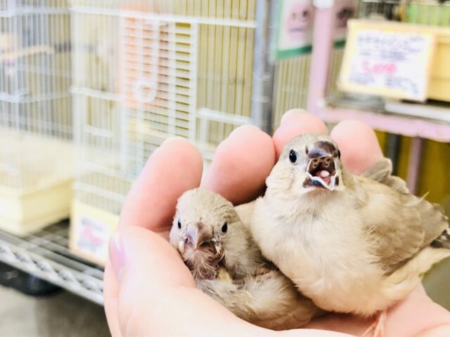 錦花鳥（キンカチョウ）