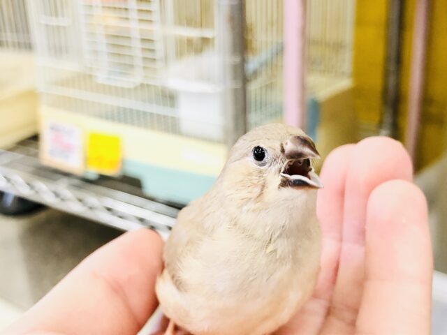 錦花鳥（キンカチョウ）