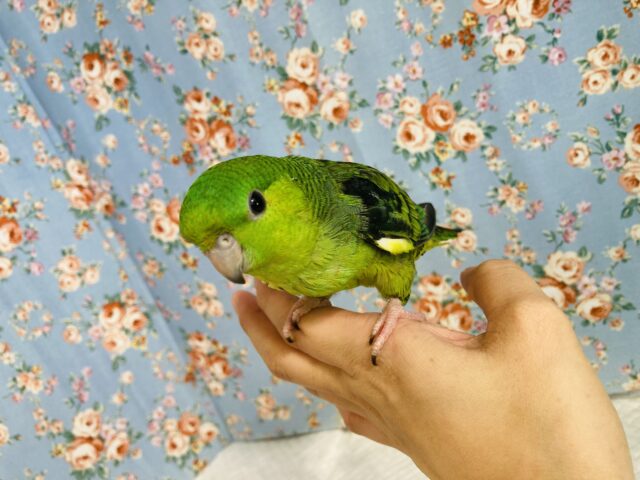 サザナミインコ
