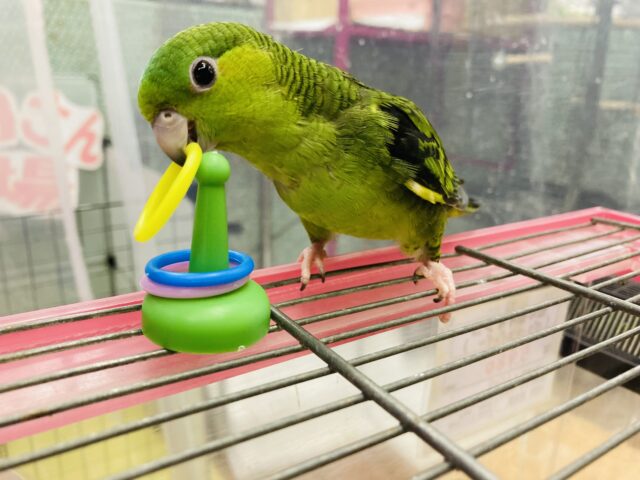 サザナミインコ