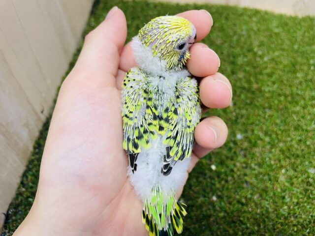セキセイインコ