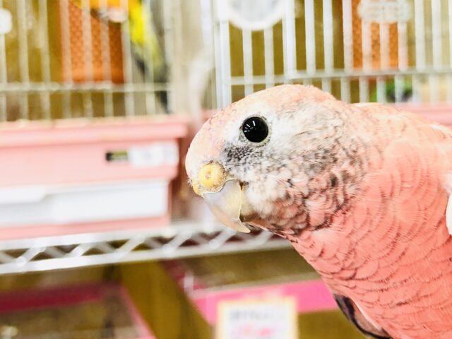 アキクサインコ（秋草インコ）