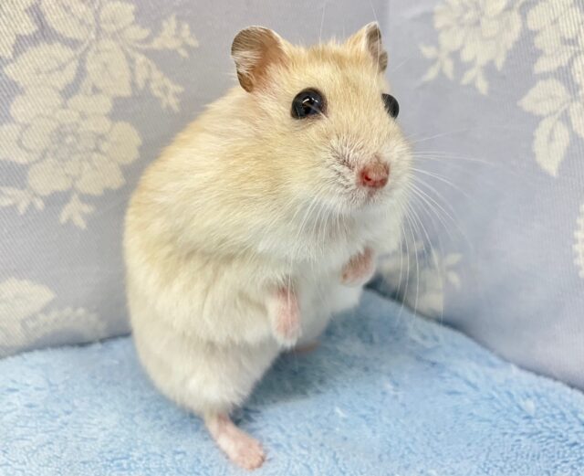 ドワーフハムスターの1種