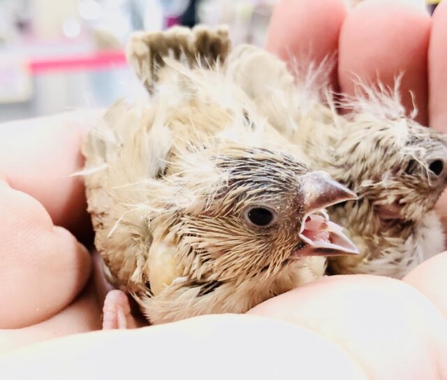 錦花鳥（キンカチョウ）