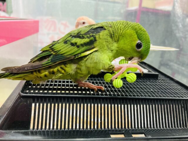 サザナミインコ
