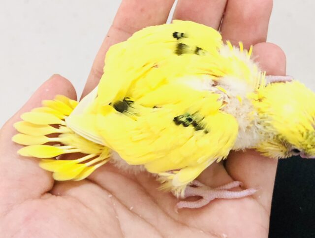 セキセイインコ