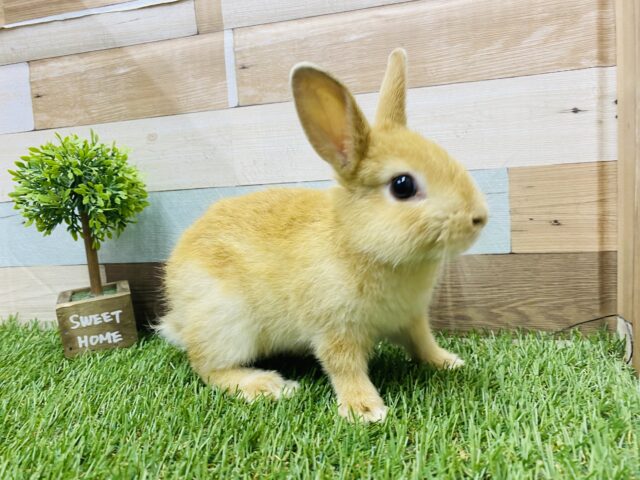 ネザーランドドワーフ