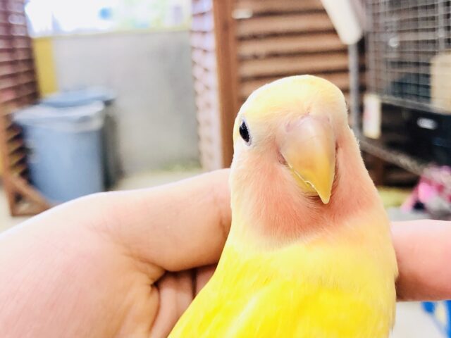 コザクラインコ（小桜インコ）