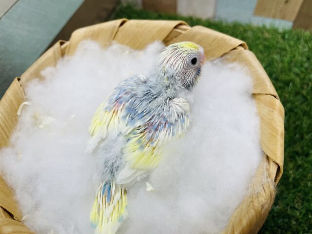 セキセイインコ