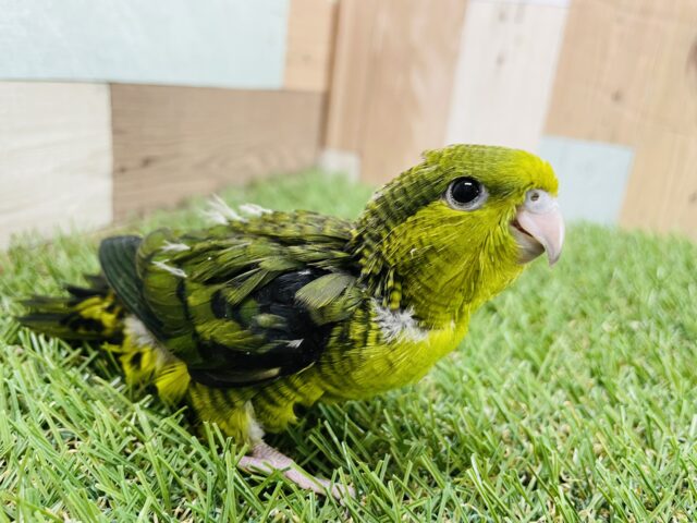 サザナミインコ