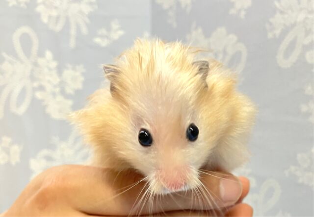 ゴールデンハムスター