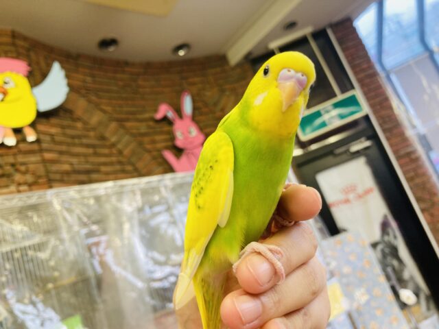 セキセイインコ