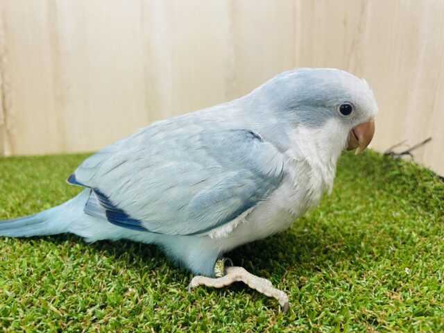 オキナインコ