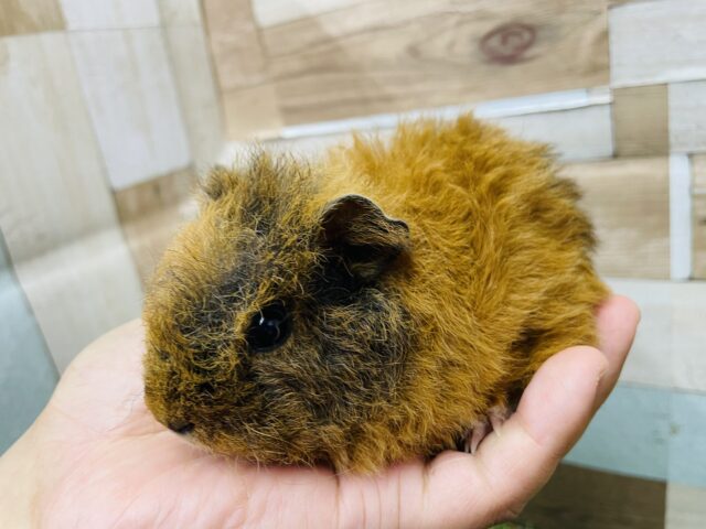 テッセルモルモット