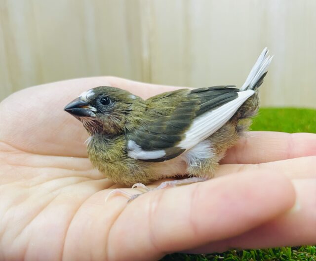 十姉妹（ジュウシマツ）