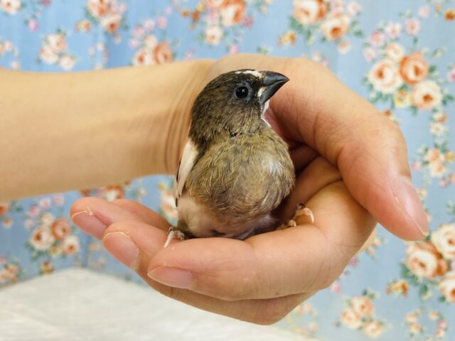 十姉妹（ジュウシマツ）