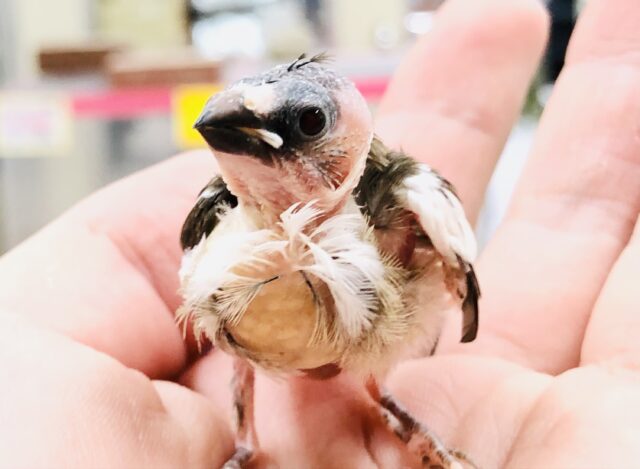 十姉妹（ジュウシマツ）