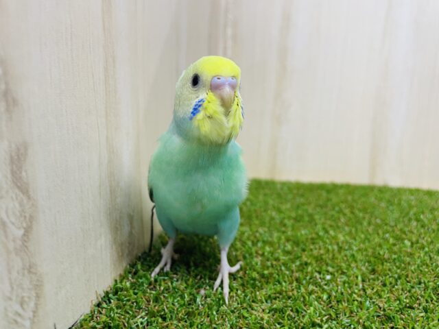 セキセイインコ