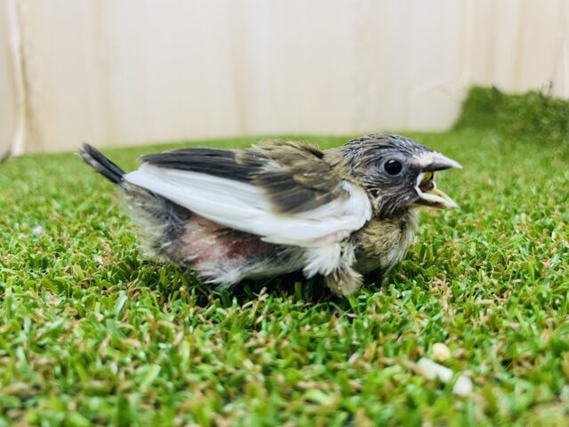 十姉妹（ジュウシマツ）