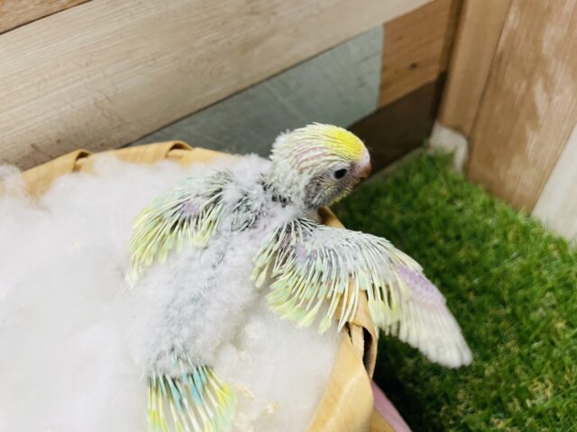 セキセイインコ