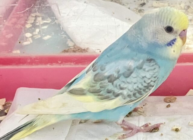 最新画像あります✨️綺麗な色💛セキセイインコ (レインボーパイド) 2023年7月生まれ セキセイインコ