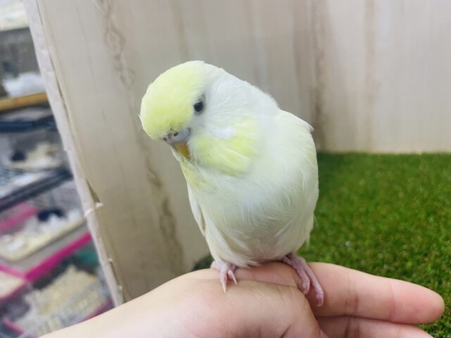ジャンボセキセイインコ