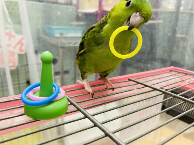 サザナミインコ