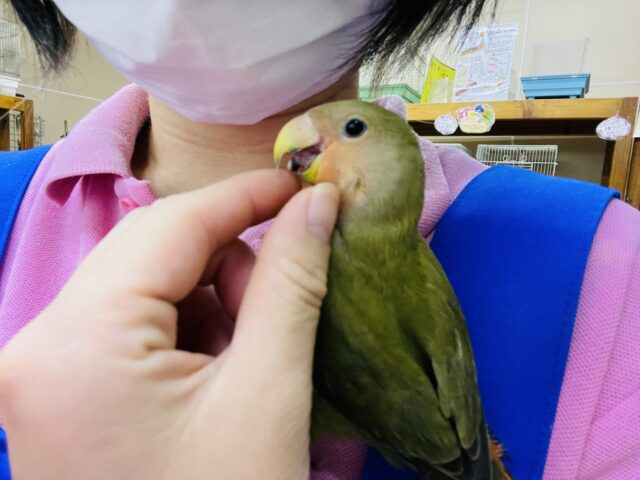 コザクラインコ（小桜インコ）