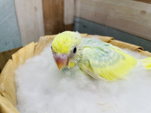 セキセイインコ
