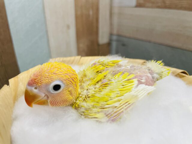 ヤマブキボタンインコ