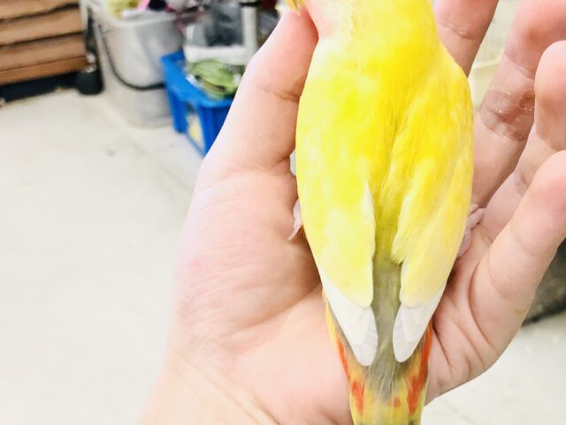 コザクラインコ（小桜インコ）