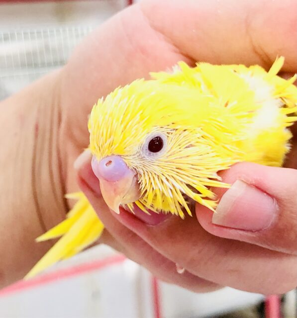 セキセイインコ