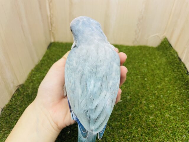 オキナインコ