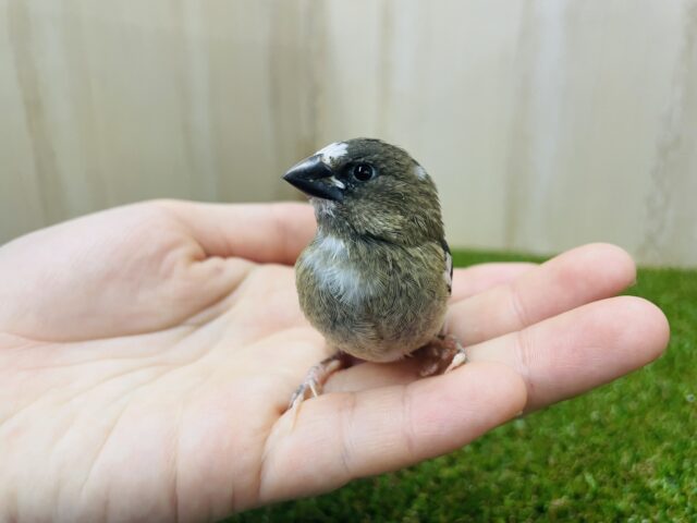 十姉妹（ジュウシマツ）