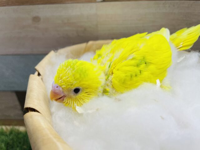 セキセイインコ