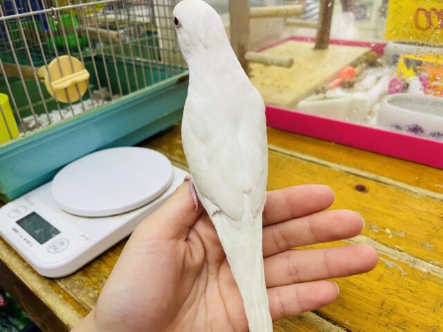 セキセイインコ