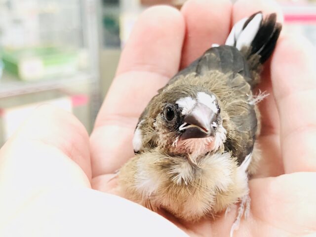 十姉妹（ジュウシマツ）